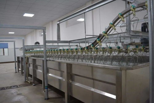 富寧首家,安好農(nóng)貿(mào)市場禽類加工廠試運行 每小時可屠宰2000只